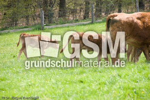 Hausrind (67 von 174).jpg